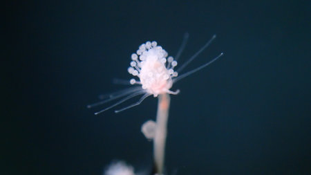 Hydrozoa feathered hydroid or feather hydroid, sea-nettle (Pennaria disticha) extreme close-up undersea, Aegean Sea, Greece, Syros island, Azolimnos beachの写真素材