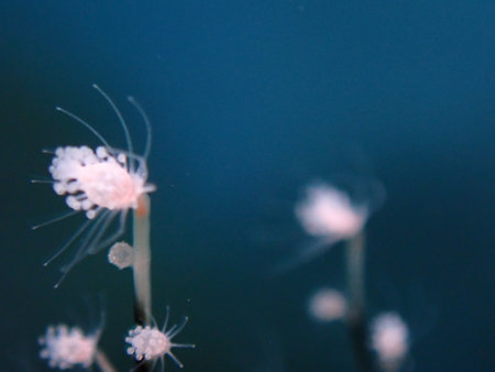 Hydrozoa feathered hydroid or feather hydroid, sea-nettle (Pennaria disticha) extreme close-up undersea, Aegean Sea, Greece, Syros island, Azolimnos beachの写真素材