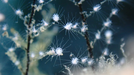 Hydrozoa feathered hydroid or feather hydroid, sea-nettle (Pennaria disticha) extreme close-up undersea, Aegean Sea, Greece, Syros island, Azolimnos beachの写真素材