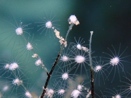 Hydrozoa feathered hydroid or feather hydroid, sea-nettle (Pennaria disticha) extreme close-up undersea, Aegean Sea, Greece, Syros island, Azolimnos beachの写真素材