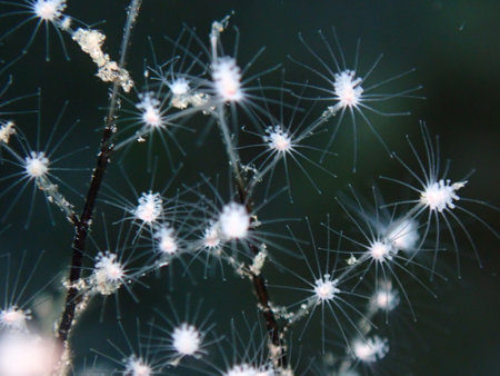Hydrozoa feathered hydroid or feather hydroid, sea-nettle (Pennaria disticha) extreme close-up undersea, Aegean Sea, Greece, Syros island, Azolimnos beachの写真素材