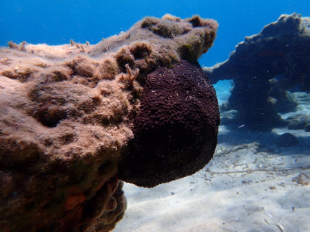 Black leather sponge (Sarcotragus spinosulus) undersea, Aegean Sea, Greece, Syros island, Azolimnos beachの写真素材