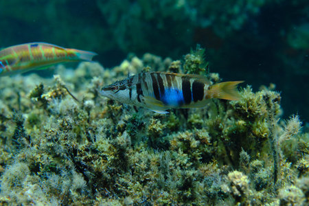 Painted comber (Serranus scriba) undersea, Aegean Sea, Greece, Halkidikii, Pirgos beach