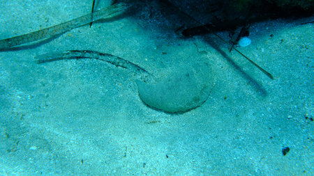 Eggs of lugworm or sandworm (Arenicola sp. marina var.) in protective sheath undersea, Aegean Sea,...