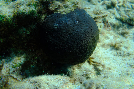 Black leather sponge (Sarcotragus spinosulus) undersea, Aegean Sea, Greece, Syros island, Azolimnos beachの写真素材