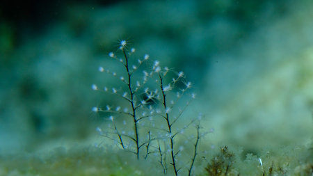Hydrozoa feathered hydroid or feather hydroid, sea-nettle (Pennaria disticha) undersea, Aegean Sea,...