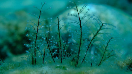Hydrozoa feathered hydroid or feather hydroid, sea-nettle (Pennaria disticha) undersea, Aegean Sea, Greece, Syros island, Azolimnos beachの写真素材
