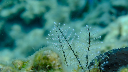 Hydrozoa feathered hydroid or feather hydroid, sea-nettle (Pennaria disticha) undersea, Aegean Sea, Greece, Syros island, Azolimnos beachの写真素材