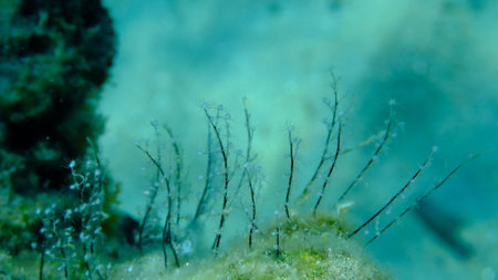 Hydrozoa feathered hydroid or feather hydroid, sea-nettle (Pennaria disticha) undersea, Aegean Sea, Greece, Syros island, Azolimnos beachの写真素材