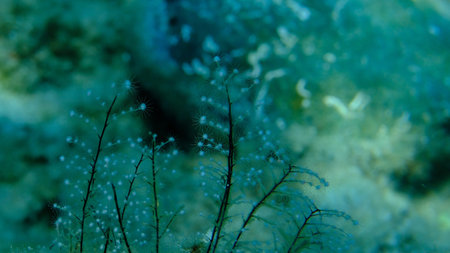 Hydrozoa feathered hydroid or feather hydroid, sea-nettle (Pennaria disticha) undersea, Aegean Sea,...