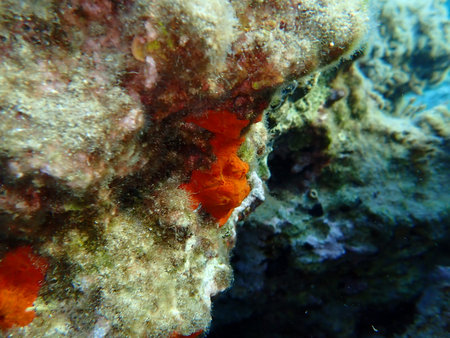 Red encrusting sponge or orange-red encrusting sponge (Crambe crambe) undersea, Aegean Sea, Greece,...