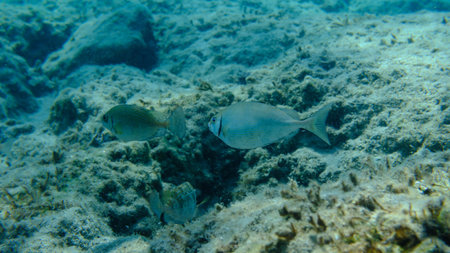 Dusky spinefoot or squaretail rabbitfish (Siganus luridus) undersea, Aegean Sea, Greece, Syros...