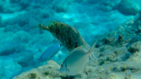 Dusky spinefoot or squaretail rabbitfish (Siganus luridus) undersea, Aegean Sea, Greece, Syros...