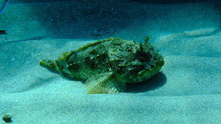 Black scorpionfish or European scorpionfish, small-scaled scorpionfish (Scorpaena porcus) undersea,...