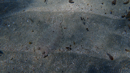 Wide-eyed flounder (Bothus podas) undersea, Aegean Sea, Greece, Syros island, Azolimnos beach