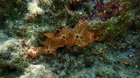 Crater sponge or honeycomb sponge (Hemimycale columella) undersea, Aegean Sea, Greece, Syros island, Azolimnos beachの写真素材