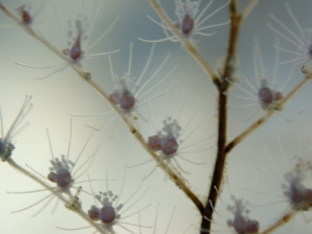 Hydrozoa feathered hydroid or feather hydroid, sea-nettle (Pennaria disticha) extreme close-up...