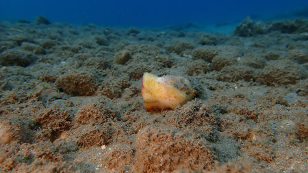 Half-eaten peach on the seabed, Aegean Sea, Greece, Halkidiki, Pirgos beach. Sea pollution.