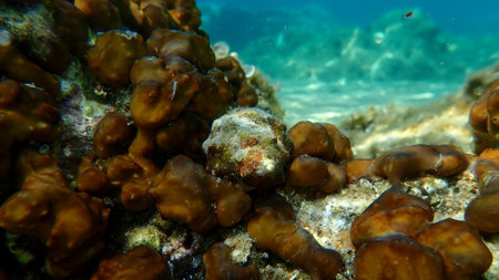 Southern oyster drill or Redmouthed rocksnail (Stramonita haemastoma) undersea, Aegean Sea, Greece, Halkidiki, Kakoudia beachの写真素材