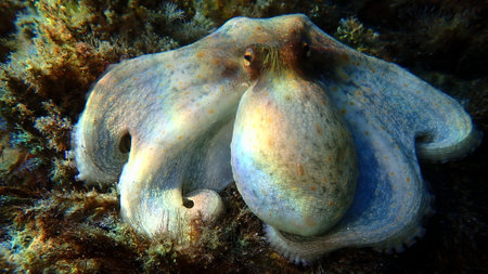 Common octopus (Octopus vulgaris) hunting, Aegean Sea, Greece, Halkidiki, Pirgos beachの写真素材