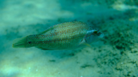 East Atlantic peacock wrasse (Symphodus tinca) undersea, Aegean Sea, Greece, Halkidiki, Pirgos beachの写真素材