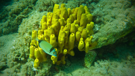 Yellow tube sponge or Aureate sponge (Aplysina aerophoba) and two banded sea breath (Diplodus...