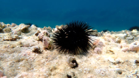 Black sea urchin (Arbacia lixula) undersea, Aegean Sea, Greece, Halkidiki, Kakoudia beachの写真素材