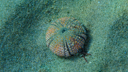 Test (shell) of Black sea urchin (Arbacia lixula) undersea, Aegean Sea, Greece, Halkidiki, Pirgos...