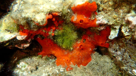 Red encrusting sponge or orange-red encrusting sponge (Crambe crambe) undersea, Aegean Sea, Greece, Halkidiki, Kakoudia beachの写真素材