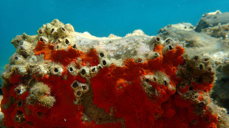 Red encrusting sponge or orange-red encrusting sponge (Crambe crambe) undersea, Aegean Sea, Greece,...
