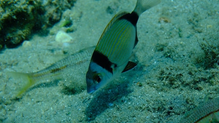 Two banded sea breath (Diplodus vulgaris) undersea, Aegean Sea, Greece, Halkidiki, Pirgos beach