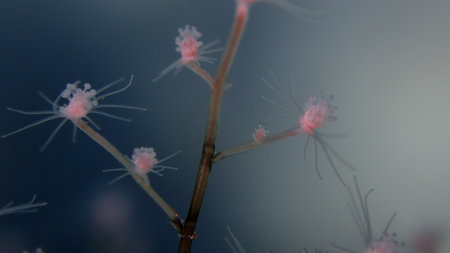 Hydrozoa feathered hydroid or feather hydroid, sea-nettle (Pennaria disticha) extreme close-up undersea, Aegean Sea, Greece, Syros island, Azolimnos beachの写真素材