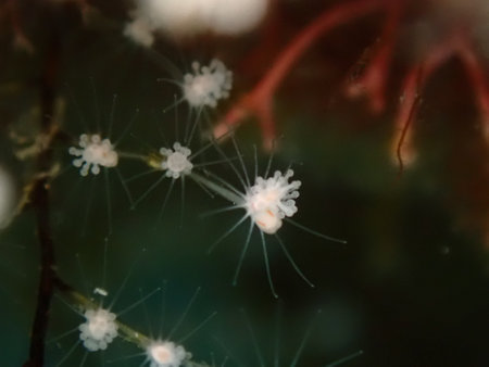 Hydrozoa feathered hydroid or feather hydroid, sea-nettle (Pennaria disticha) extreme close-up undersea, Aegean Sea, Greece, Syros island, Azolimnos beachの写真素材
