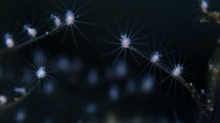 Hydrozoa feathered hydroid or feather hydroid, sea-nettle (Pennaria disticha) extreme close-up undersea, Aegean Sea, Greece, Syros island, Azolimnos beachの写真素材