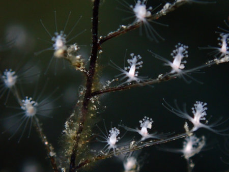 Hydrozoa feathered hydroid or feather hydroid, sea-nettle (Pennaria disticha) extreme close-up undersea, Aegean Sea, Greece, Syros island, Azolimnos beachの写真素材