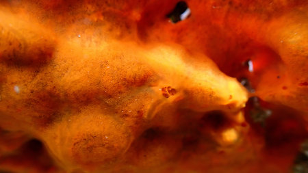 Red encrusting sponge or orange-red encrusting sponge (Crambe crambe) extreme close-up undersea,...