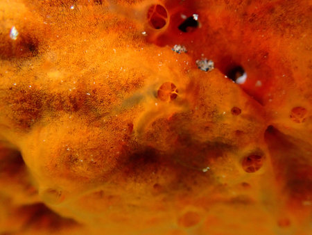 Red encrusting sponge or orange-red encrusting sponge (Crambe crambe) extreme close-up undersea,...
