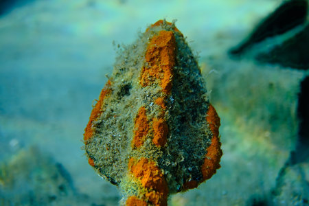 Sea slug Timid elysia (Elysia timida) and lost old anchor underwater, Aegean Sea, Greece, Halkidiki, Pirgos beachの写真素材
