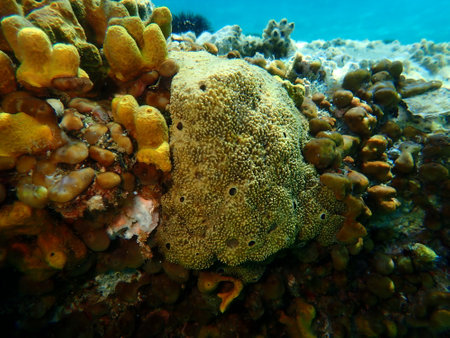 Stinker sponge (Sarcotragus fasciculatus) undersea, Aegean Sea, Greece, Halkidiki, Kakoudia beachの写真素材