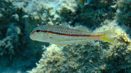 Striped red mullet or surmullet (Mullus surmuletus) undersea, Aegean Sea, Greece, Halkidiki, Pirgos...