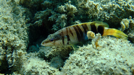 Painted comber (Serranus scriba) undersea, Aegean Sea, Greece, Halkidikii, Pirgos beachの写真素材