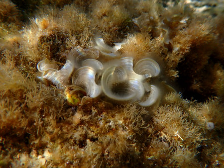 Small brown algae Peacock tail (Padina pavonica) undersea, Greece, Halkidiki, Kakoudia beachの写真素材