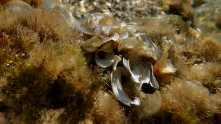 Small brown algae Peacock tail (Padina pavonica) undersea, Aegean Sea, Greece, Halkidiki, Kakoudia...