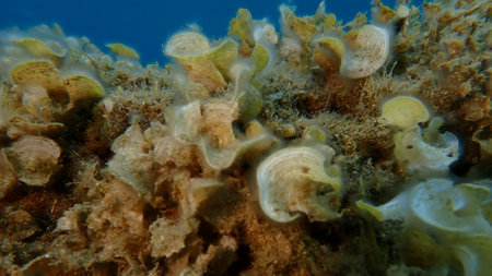 Small brown algae Peacock tail (Padina pavonica) undersea, Aegean Sea, Greece, Halkidiki, Pirgos beachの写真素材