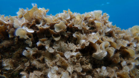 Small brown algae Peacock tail (Padina pavonica) undersea, Aegean Sea, Greece, Halkidiki, Pirgos beachの写真素材