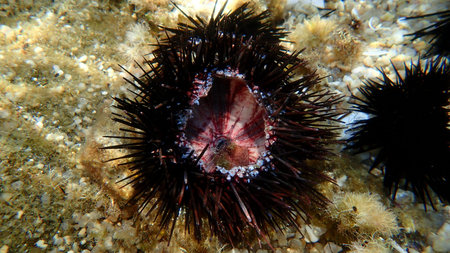 Test (shell) of Black sea urchin (Arbacia lixula) undersea, Aegean Sea, Greece, Halkidiki, Kakoudia...