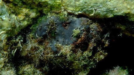 Bath sponge or fine Levant sponge, Turkey cup sponge, Spongia (Spongia) officinalis undersea, Aegean...