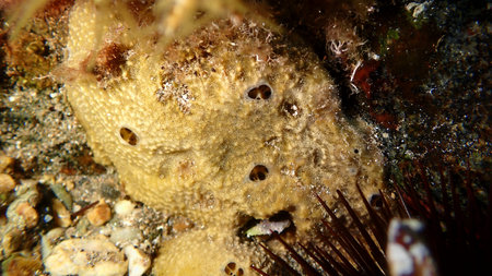 Variable loggerhead sponge (Ircinia variabilis) close-up undersea, Aegean Sea, Greece, Halkidiki,...