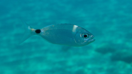 Saddled seabream or saddled sea bream, saddle bream, oblade (Oblada melanurus) undersea, Aegean Sea, Greece, Halkidiki, Pirgos beachの写真素材