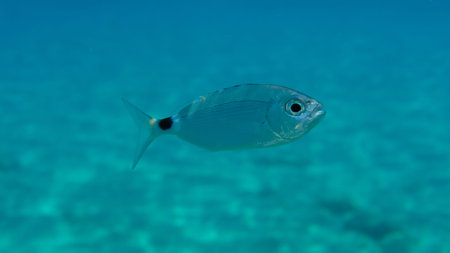 Saddled seabream or saddled sea bream, saddle bream, oblade (Oblada melanurus) undersea, Aegean Sea,...